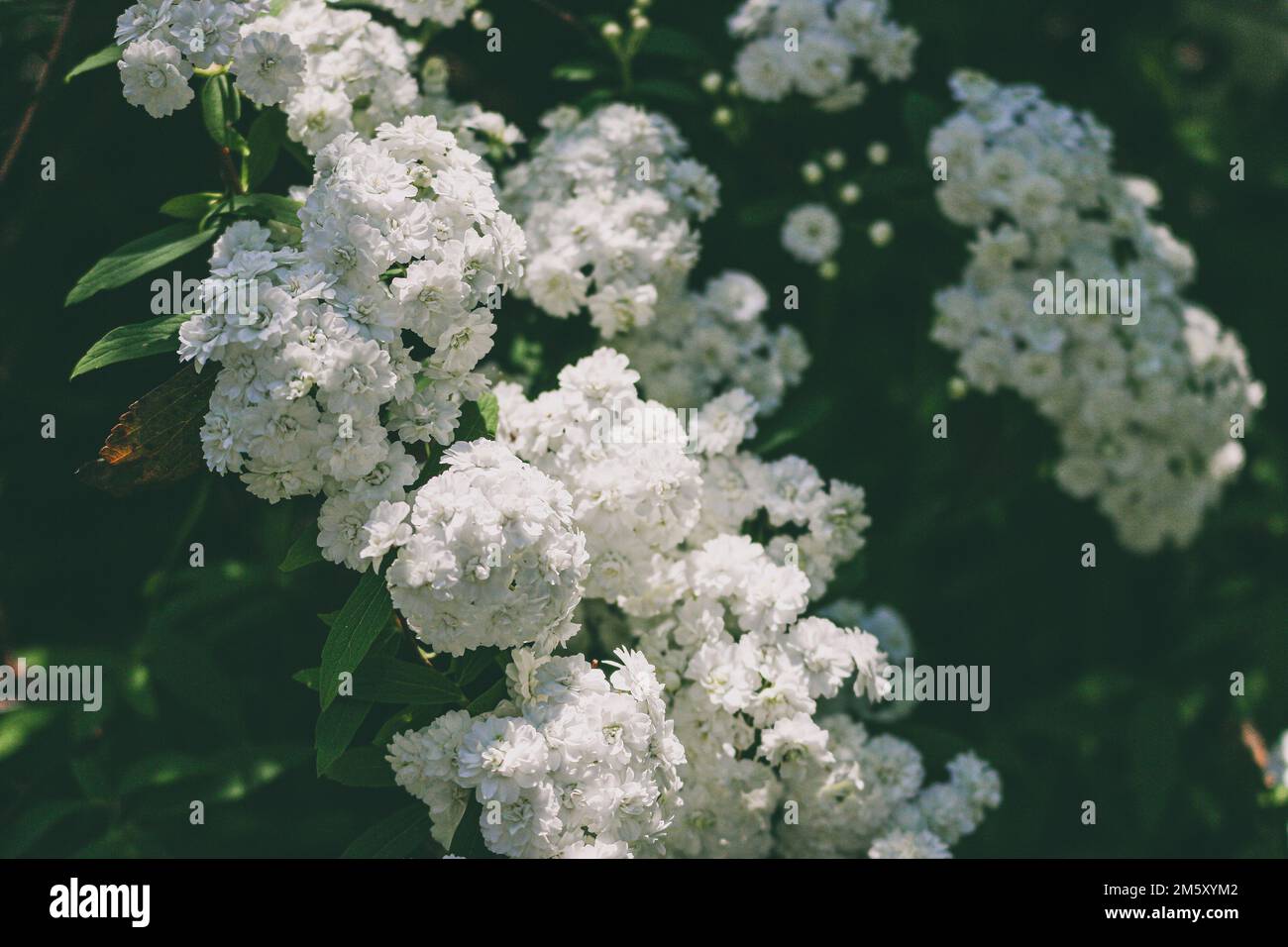 絵画 Reeves spirea Spiraea cantoniensis ~ Reeve's Spirea – Hahira Nursery